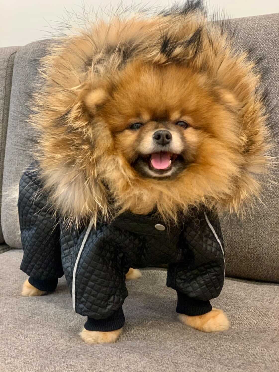 Melenni